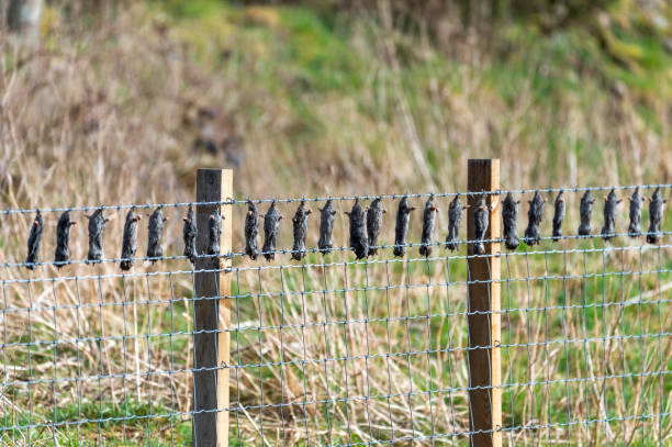 istock Dead moles hanging on a fence 1321137459