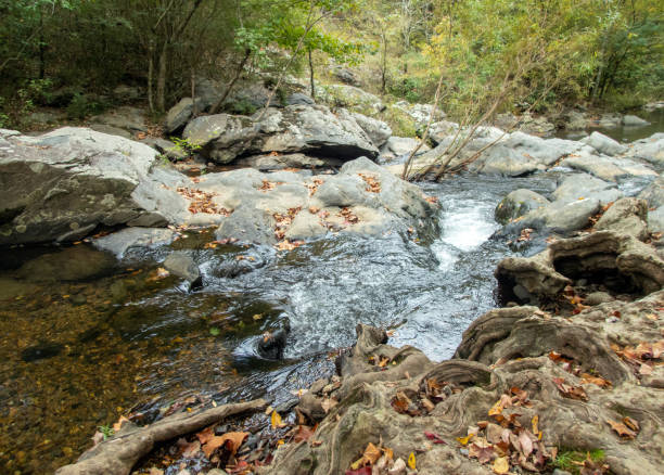 istock Tree roots and moving waters in Arkansas 1321138431