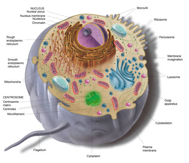 79 Microtubules Illustrations & Clip Art - iStock | Cytoskeleton, Microfilaments, Endoplasmic reticulum 79 Microtubules Illustrations & Clip Art - iStock | Cytoskeleton, Microfilaments, Endoplasmic reticulum