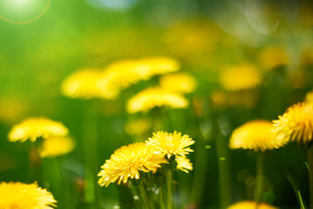 istock Green summer background. Bright foliage. Grass. The sun. Spring. 1321138967