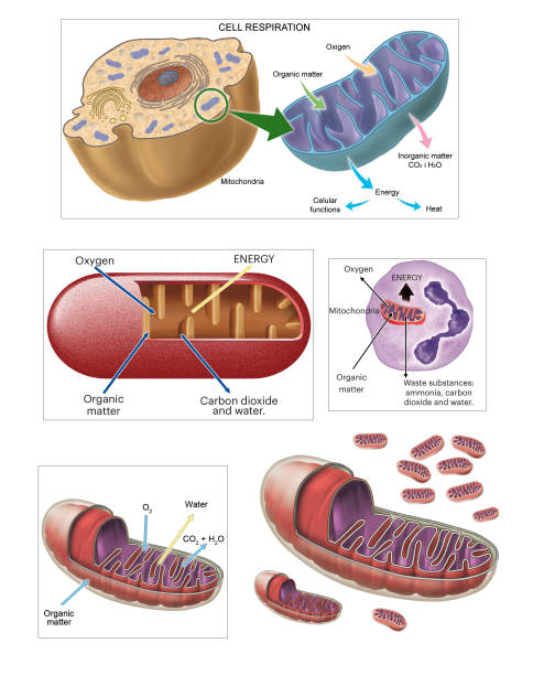96 Animal Cell Membrane Illustrations & Clip Art - iStock