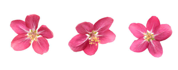 istock A blooming cherry flower head isolated white 1321139824