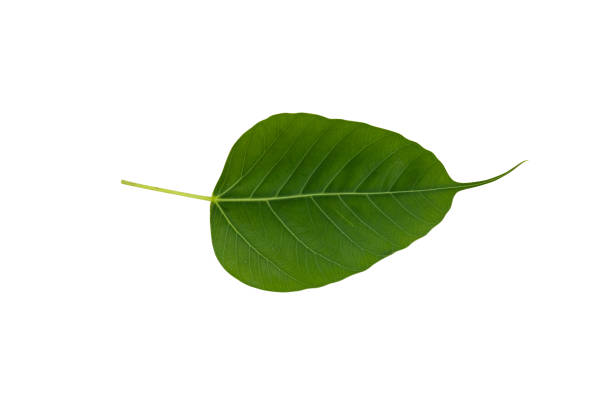 istock Dark green colored tropical leaf of tree 1321143370