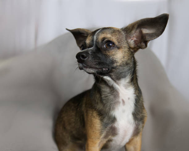 istock Brown Chihuahua Dog Posing for the Camera 1321144192