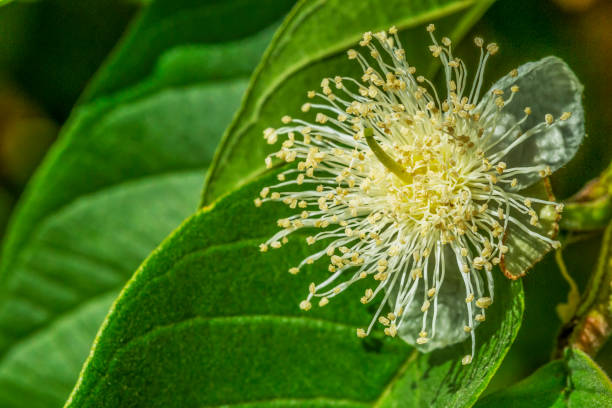 Guava Tree Pictures | Download Free Images on Unsplash