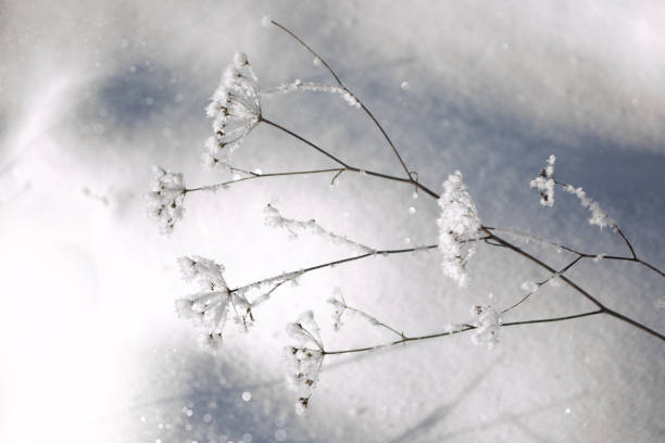 istock Blurred frozen grass. Winter abstract background 1321145583