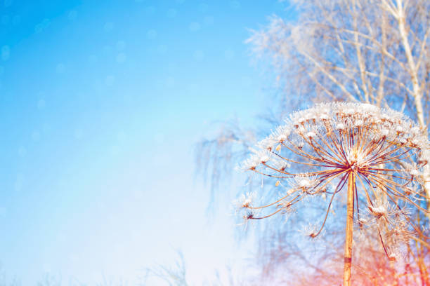 istock Blurred frozen grass. Winter abstract background 1321145588