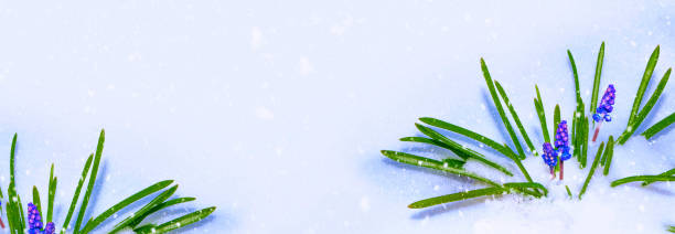 istock hyacinth flower growing in snow 1321145591