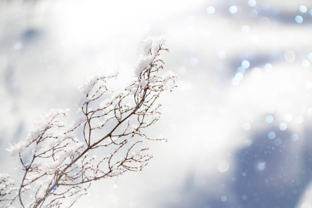 istock Blurred frozen grass. Winter abstract background 1321145595