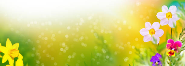istock Bright and colorful flowers 1321145597