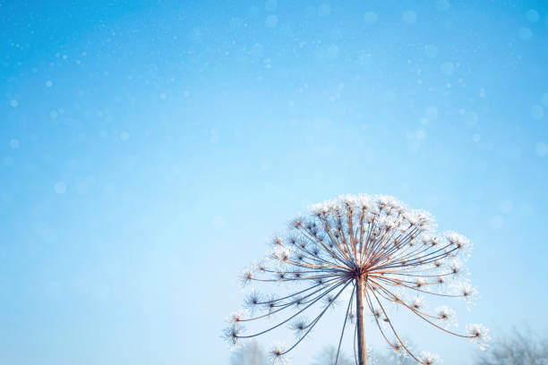 istock Blurred frozen grass. Winter abstract background 1321145602