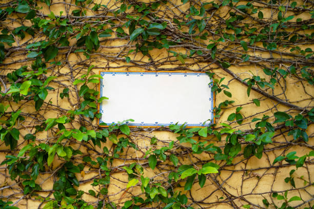 Street white sign surrounded by creeper plants
