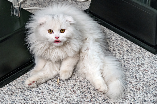 Naughty White Color, Long Hair Scottish Fold Kitten sitting on carpet