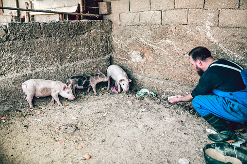 Modern Male Farmer Trying To Calm Piglets