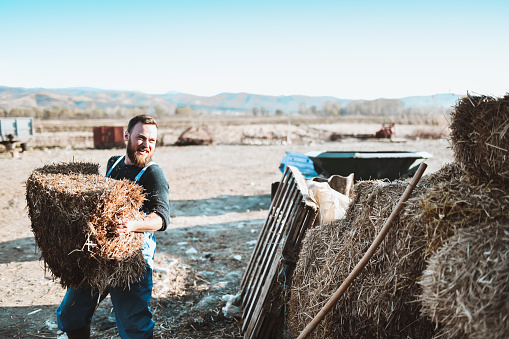 Bearded Male Farmer Transporting Hay Bales Inside Barn