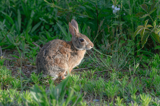 Young cotton tail rabbit outdoors on a farm