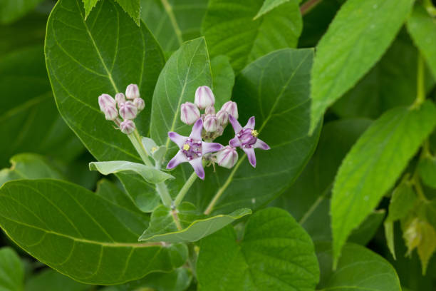 istock Flowering CALOTROPIS GIGANTEA 1321147016