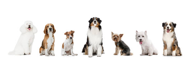 istock Art collage made of funny dogs different breeds posing isolated over white studio background. Look happy, delighted. 1321147045