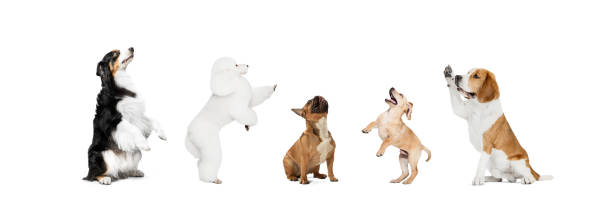 istock Art collage made of funny dogs different breeds posing isolated over white studio background. 1321147047