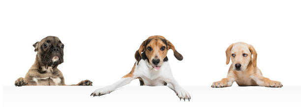 istock Art collage made of funny dogs different breeds posing isolated over white studio background. Concept of pets love, animal life. 1321147054