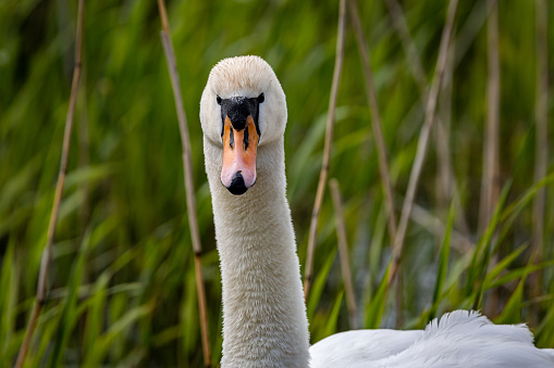 A close up of a mute swan looking at the camera