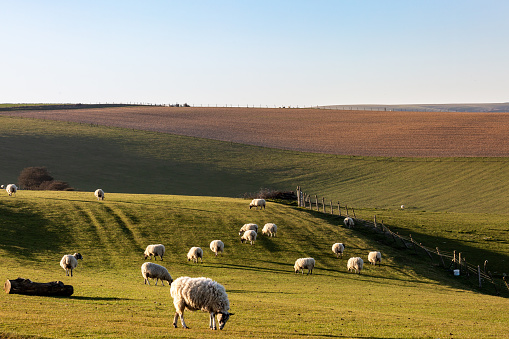 Sheep grazing in the South Downs on a sunny spring evening