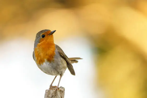 European robin (Erithacus rubecula) with out of focus orange background.