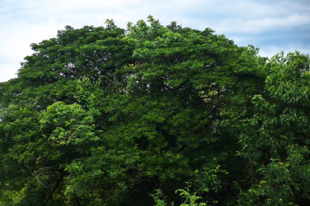 istock Dense tropical treetops in Thailand 1321150172