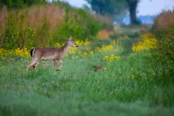 Photo of Whitetail Deer and an Eastern Cottontail Sharing a Meadow