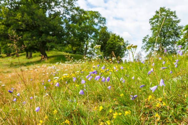 harebell na łące w letnim krajobrazie - wildflower lush foliage outdoors campanula zdjęcia i obrazy z banku zdjęć