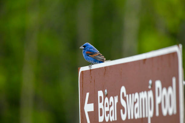 istock Blue Grosbeak Perched on a Refuge Sign 1321151146