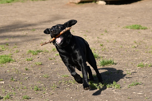Excited and happy black labrador dog running at high speed in a dog park at first light of the day with a stick in the mouth.