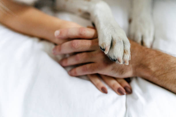 istock Human hands and a dog's paw 1321151436