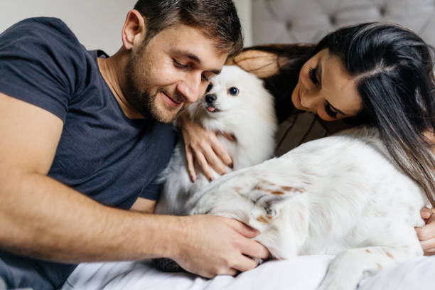 istock Couple having fun with dogs in bed 1321151477