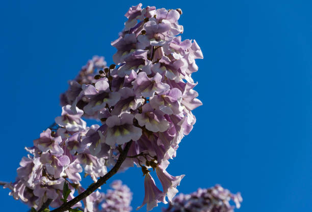 Flowers of Paulownia tomentosa tree against blue sky in public landscape city park 'Krasnodar' or 'Galitsky park'. Empress or princess, or foxglove tree bells flowers. Selective focus close-up Flowers of Paulownia tomentosa tree against blue sky in public landscape city park 'Krasnodar' or 'Galitsky park'. Empress or princess, or foxglove tree bells flowers. Selective focus close-up krasnodar krai stock pictures, royalty-free photos & images