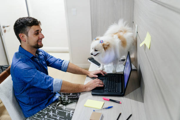 mann arbeitet mit seinem hund am laptop - spitz type dog fotos stock-fotos und bilder