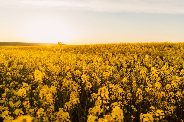istock Yellow flowers in rapeseed field with sunset light. 1321152468