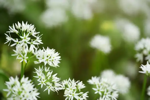 beautiful white flowers of Allium ursinum or more commonly known as wild garlic or Ramson