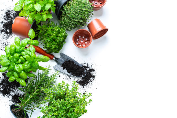 A gardening equipment tool bag next to potted plants of mint and basil herb spring seedlings. The flower pot containers, work gloves, pruning shears, sprinkler, and other objects are ready for planting and preparing springtime backyard hobby gardens. Sill life, cut out and isolated on white background with no people.