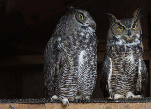 Two Eurasian owls