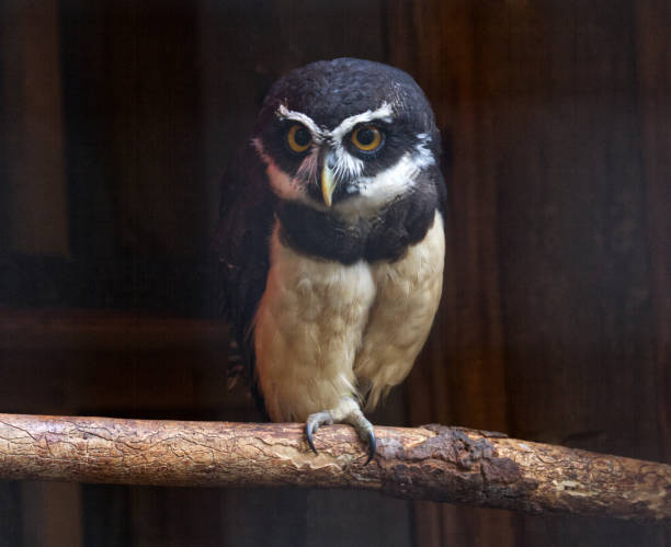 Spectacled owl, Pulsatrix perspicillata Large tropical bird of prey spectacled owls (pulsatrix perspicillata) stock pictures, royalty-free photos & images