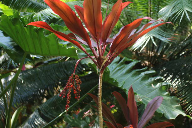 Red Cordyline Fruticosa flower stock photo