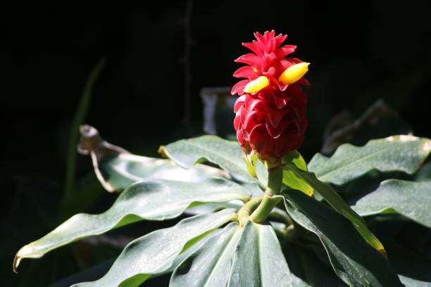 Spiral Ginger red plant Costus barbatus perennial plant. Foliage is dark green and fuzzy underneath. Long red inflorescences complemented with bright yellow tubular flowers. Native to Costa Rica. costus stock pictures, royalty-free photos & images