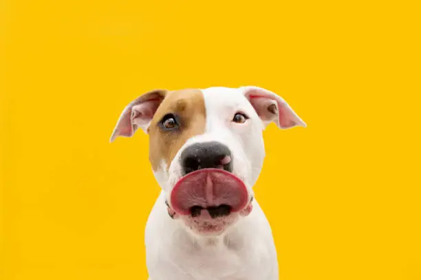 Hungry American Staffordshire dog Straight licks. Isolated on yellow background