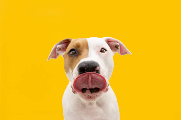 hungry american staffordshire cão straight lambe. isolado no fundo amarelo - dog eating pets licking - fotografias e filmes do acervo
