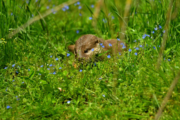 Otter in the flowers.