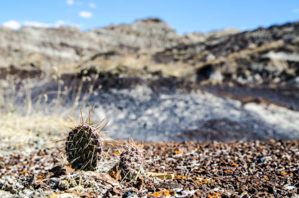 Cactus in Horseshoe Canyon in the Badlands Alberta during day of springtime.