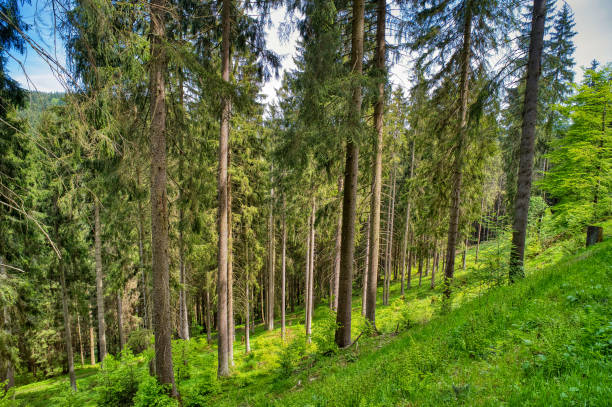 istock hiking on the Rennsteig in the Thuringian Forest 1321155354