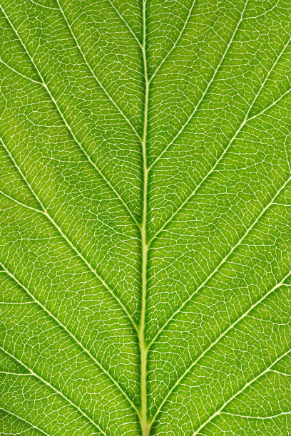 Green leaf texture background with light behind. High resolution photo.