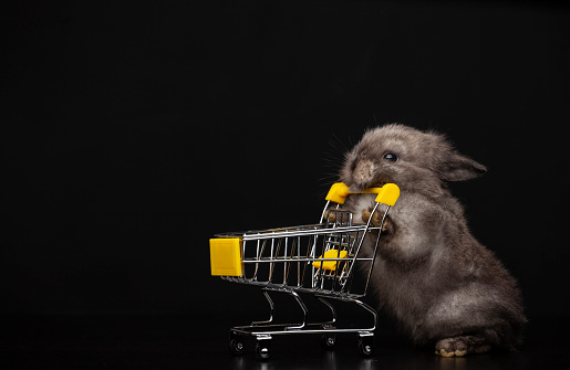 image of rabbit trolley dark background
